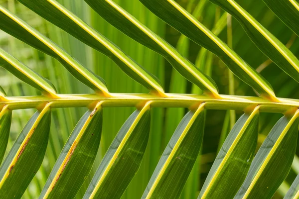 Palm Leave green line composition — Stock Photo, Image