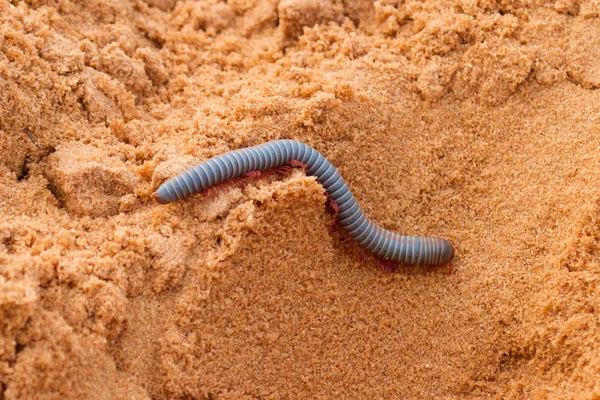 Rainbow Millipede vietnamita arrastrándose por la arena —  Fotos de Stock