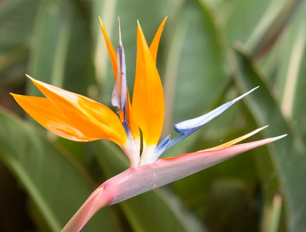 Paradisfågeln blommor (Papegojblomssläktet) — Stockfoto