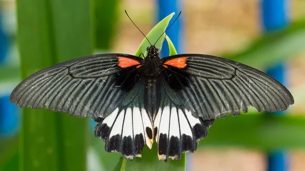 Duży kolorowy motyl — Zdjęcie stockowe