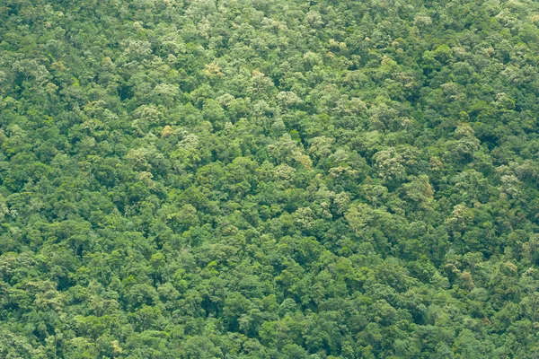 ベトナム rainforrest (緑のジャングルのビュー) — ストック写真