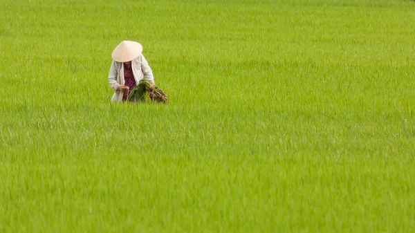 Vietnam, nha trang ricefield üzerinde çalışan çiftçi
