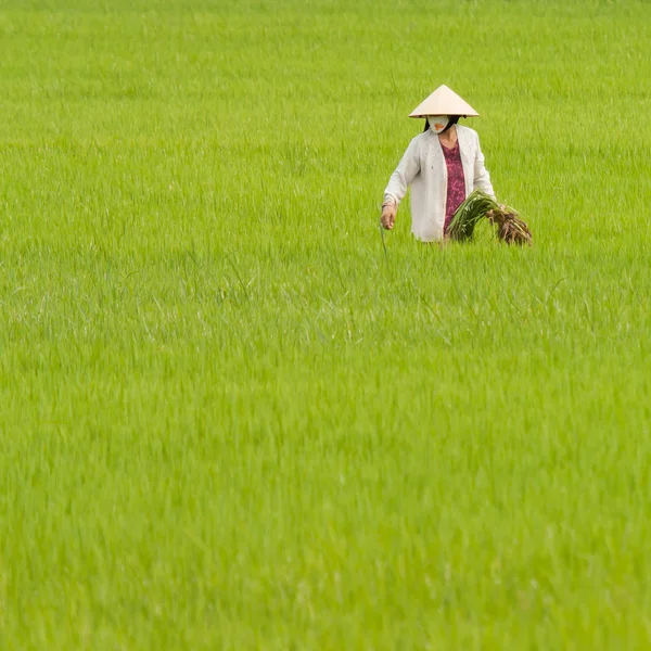 Agricoltore che lavora su un campo di riso in Vietnam, Nha Trang — Foto Stock