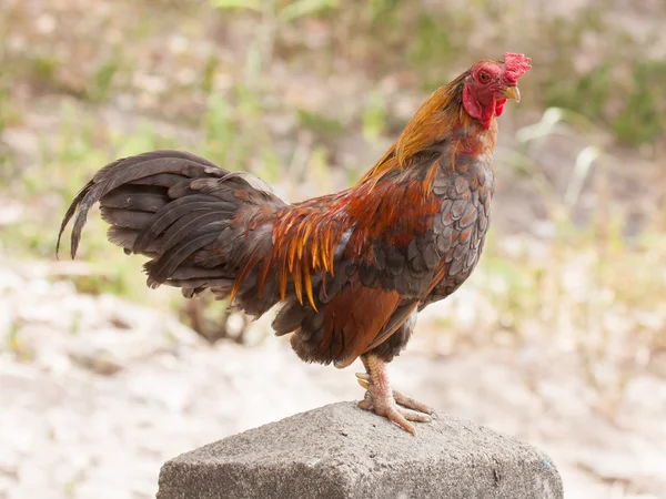 Tupp stående på en konkret stolpe — Stockfoto