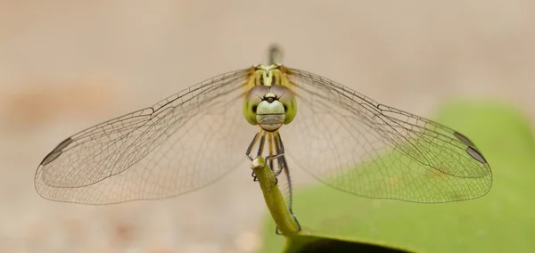 Libelle auf einem Blatt — Stockfoto