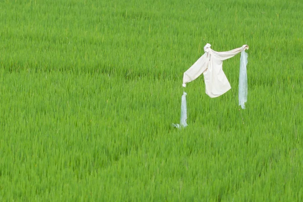 Scarecrow in a ricefield — Stock Photo, Image
