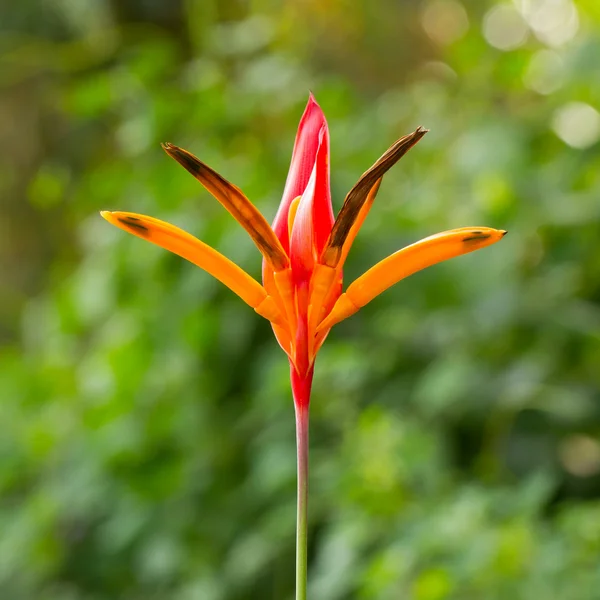 Bird of paradise flowers (Strelitzia) — Stock Photo, Image