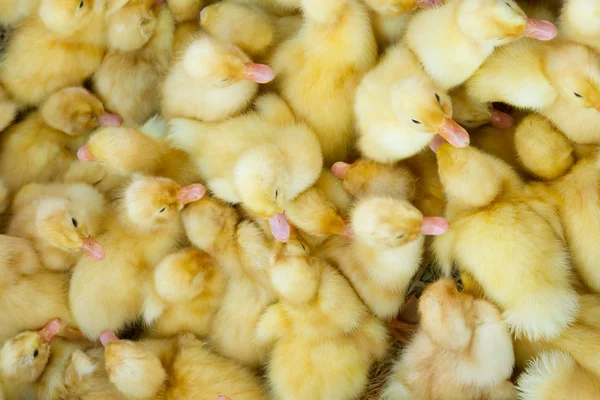 Små kycklingar i en korg, för försäljning på vietnamesiska marknader — Stockfoto