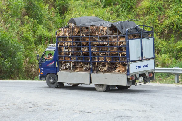 HUÉ, VIETNAM - AUG 4: Trailer filled with live dogs destined fo — Stok fotoğraf