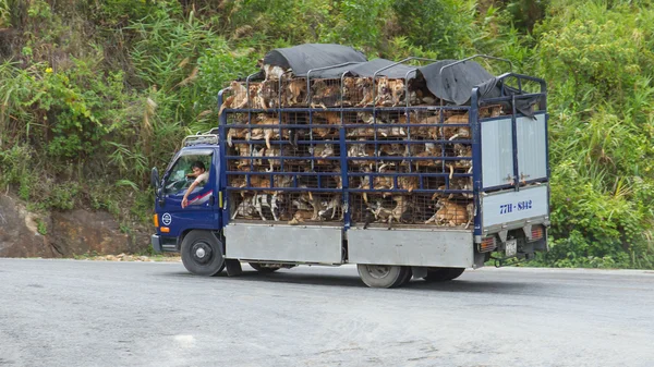 HUÉ, VIETNAM - AUG 4: Trailer filled with live dogs destined fo — Stock Photo, Image