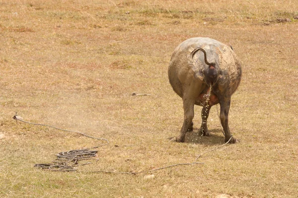 Large water buffalo peeing — Stock Photo, Image