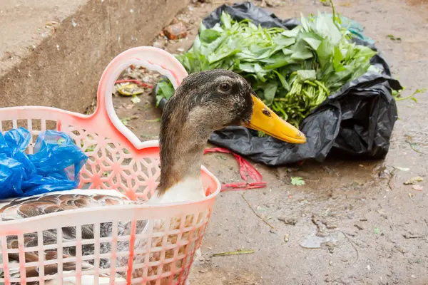 Anka köpte för konsumtion på en vietnamesisk marknad — Stockfoto
