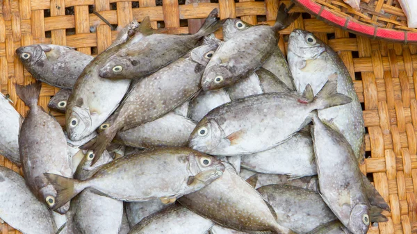 Frischer Fisch Meeresfrüchte — Stockfoto