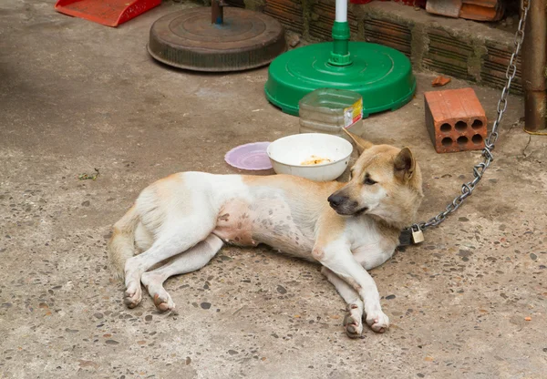 Собака на цепи с замком, предотвращение кражи для потребления — стоковое фото
