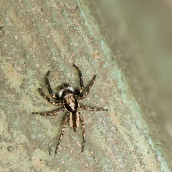 Mały pająk polowanie — Zdjęcie stockowe