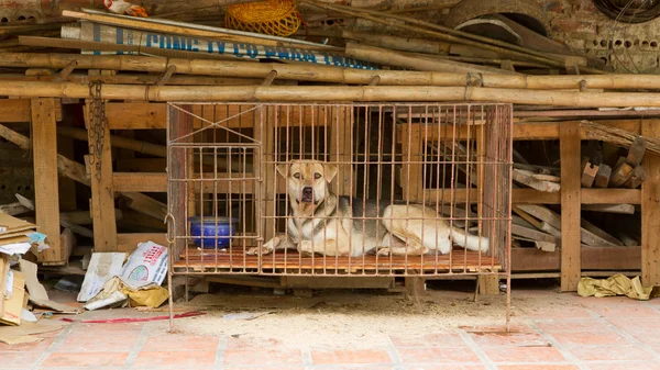 Dog in a cage in Vietnam — Stock Photo, Image