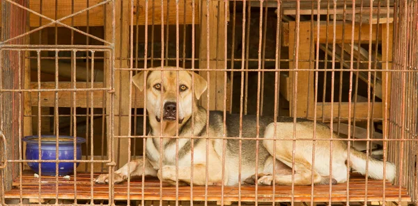 Dog in a cage in Vietnam — Stock Photo, Image