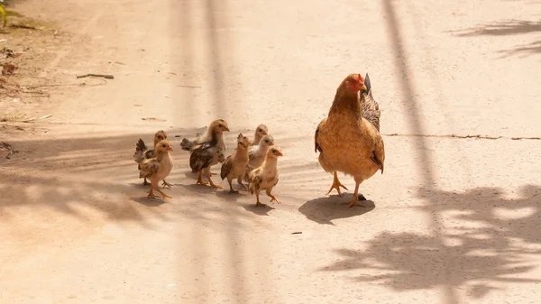 Adult hen and her newly hatched chickens — Stock Photo, Image