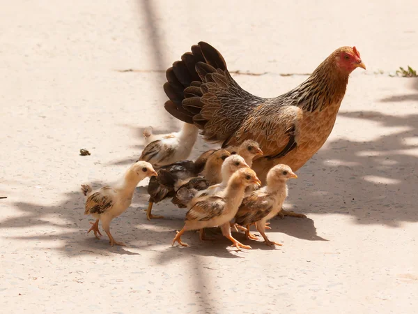 Adult hen and her newly hatched chickens — Stock Photo, Image