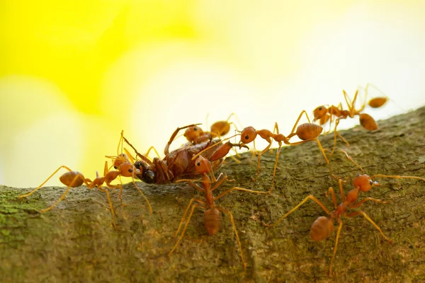 Formigas em uma árvore carregando um inseto da morte — Fotografia de Stock