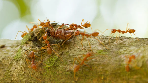 Formigas em uma árvore carregando um inseto da morte — Fotografia de Stock