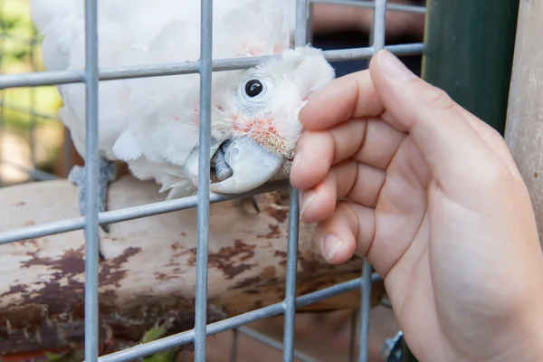 Pet cockatoo asking for attention — Stock Photo, Image