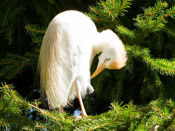 Bubulcus ibis, Koereiger, in een boom — Stockfoto