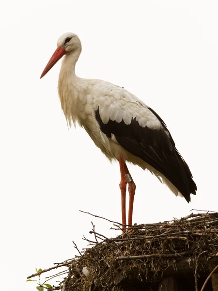 Adult stork in its natural habitat, on a nest — Stok fotoğraf