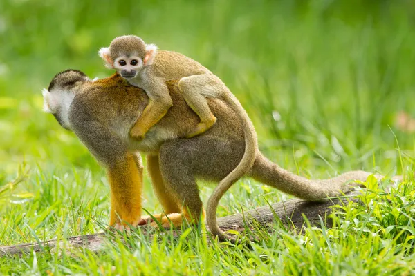 Giovane scimmia sul retro della madre — Foto Stock