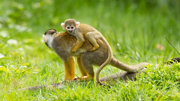 Young ape on the back of it's mother — Stock Photo, Image