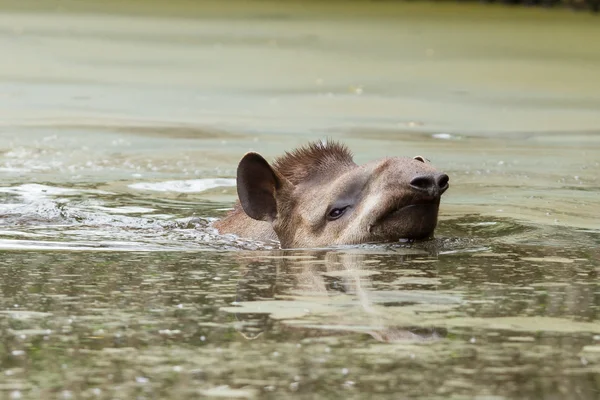 Profil porträtt av sydamerikanska tapir i vattnet — Stockfoto