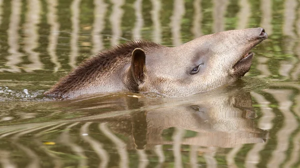 Profil porträtt av sydamerikanska tapir i vattnet — Stockfoto