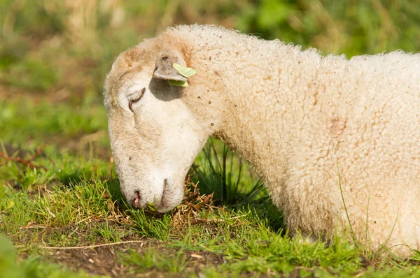 Белые овцы наслаждаются солнцем — стоковое фото