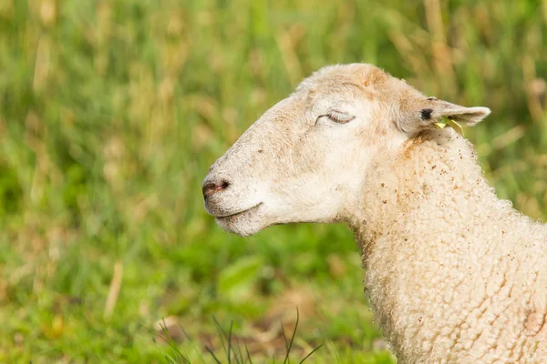 White sheep enjoying the sun — Stock Photo, Image