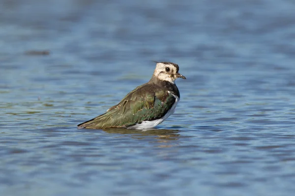 Lapwing taking a bath in a lake — Stock Photo, Image