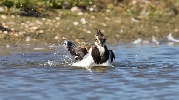 Lapwing taking a bath in a lake — Stock Photo, Image