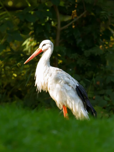 Ooievaar in zijn natuurlijke habitat — Stockfoto