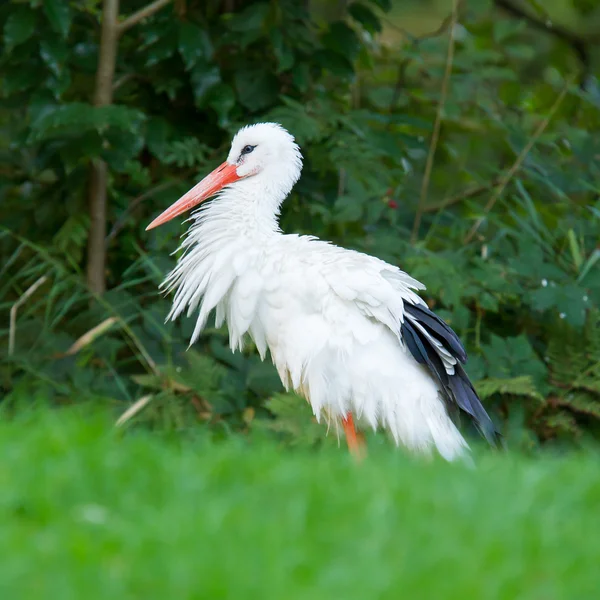 Ooievaar in zijn natuurlijke habitat — Stockfoto