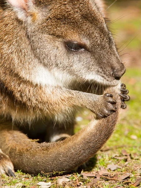Parma wallaby is cleaning it's tail — Stock Photo, Image