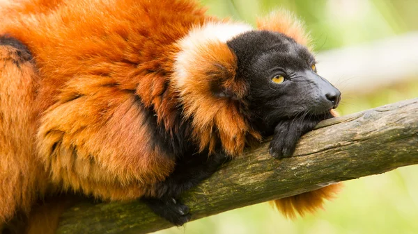 Red-bellied Lemur (Eulemur rubriventer) — Zdjęcie stockowe