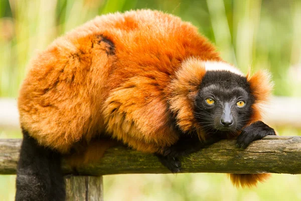 Red-bellied Lemur (Eulemur rubriventer) — Stock Photo, Image