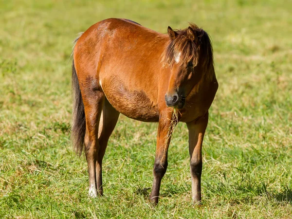 Betande häst — Stockfoto