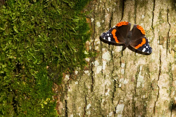 Κόκκινο Ναύαρχος πεταλούδα - vanessa Αταλάντα — Φωτογραφία Αρχείου