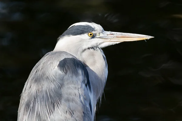 Great blue heron isolated — Stock Photo, Image