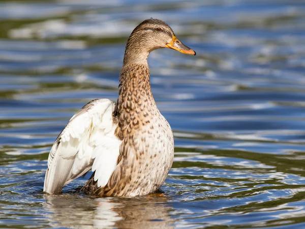 Kvinnliga gräsand tvätta hennes fjädrar — Stockfoto