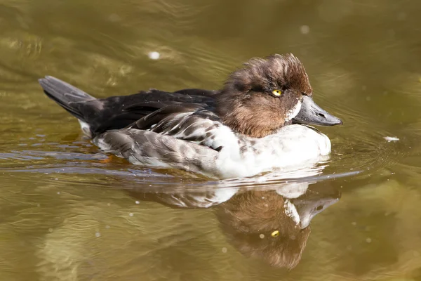 Pato tufado fêmea nadando, mudando sua plumagem — Fotografia de Stock