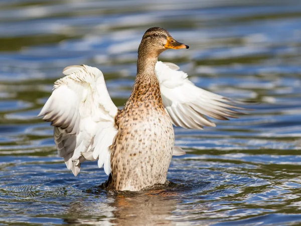 Kvinnliga gräsand tvätta hennes fjädrar — Stockfoto