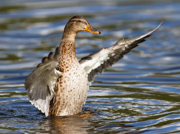 Canard colvert femelle lavant ses plumes — Photo