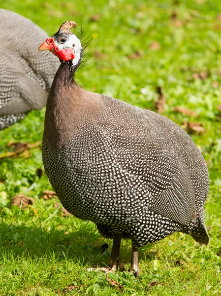 Guineafowl capacete (Numida meleagris) — Fotografia de Stock