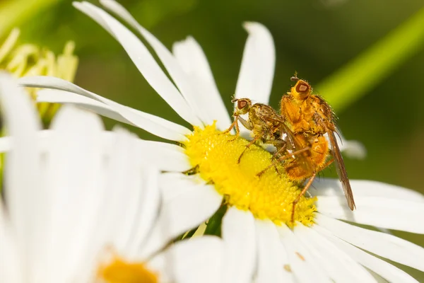 Moscas apareándose en una flor blanca — Foto de Stock